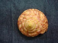 藏品(龍宮翁戎螺)的圖片